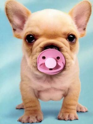 --->buldog