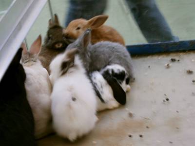 ------>plin de ti panpan
