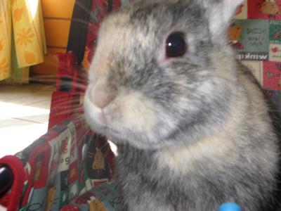 panpan